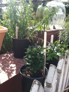 Bell Jars and Snapdragons